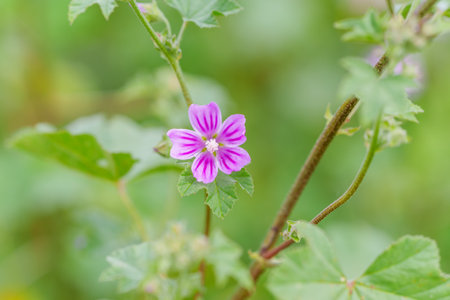 Single pink mallow flower blooms among green leaves.の写真素材