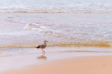 Seagull strolls the edge of the surf on a calm beach.の写真素材