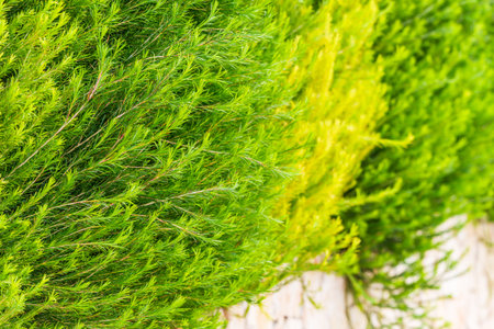 Lush evergreen branches create a vivid garden texture.の写真素材