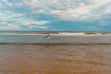 Bird gliding over the water with waves rolling toward the shore.の写真素材