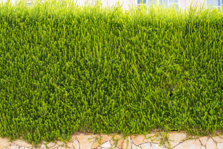 Dense green foliage of a bush with vibrant evergreen tones.の写真素材