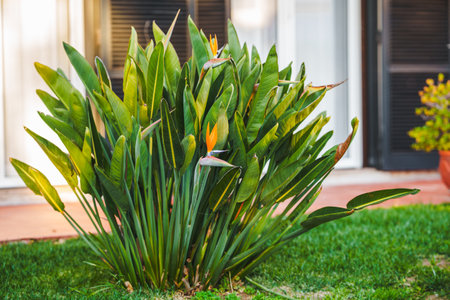 Stunning bird of paradise blooms stand tall in a lush garden.の写真素材