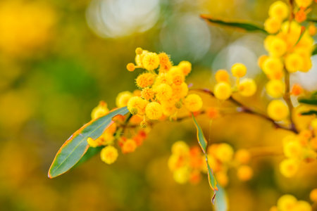 Close-up of Acacia saligna flowers showing fluffy yellow blossoms and slender green leaves.の写真素材