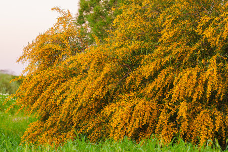 Bright yellow blossoms of Acacia saligna, also known as golden wreath wattle, fill the bushy branches.の写真素材
