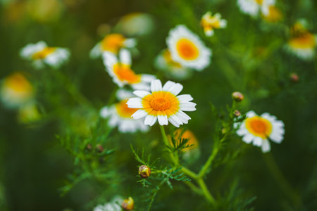 White and yellow daisy in sharp focus against a blurred green field.の写真素材