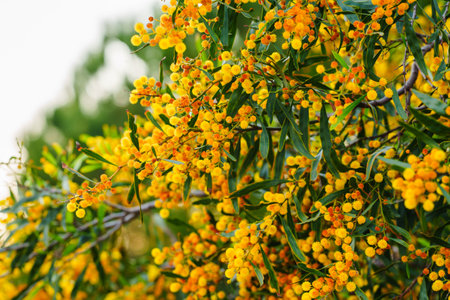 Close-up of Acacia saligna flowers showing fluffy yellow blossoms and slender green leaves.の写真素材