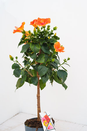 Tropical hibiscus tree showing off bright orange flowers in a nursery pot.の写真素材