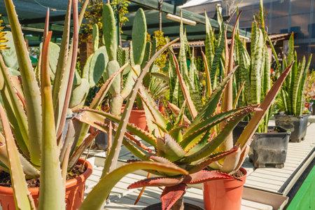 Aloe and cactus plants thrive in bright sunlight at the garden store.の写真素材