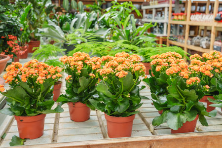 Cheerful kalanchoe plants with vivid blooms arranged neatly at the store.の写真素材