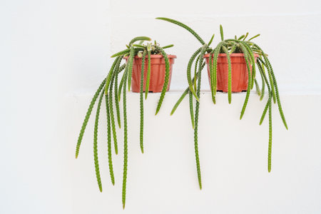 Pair of cascading Aporocactus 'Sussex Flame' cacti displayed on a white ledge.の写真素材