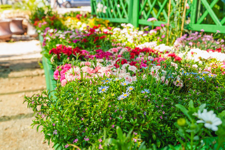 Colorful spring flowers in full bloom on display at the garden center.の写真素材
