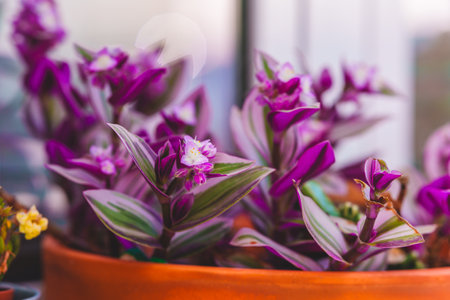 Striped leaves and delicate blossoms of the Tradescantia zebrina add a pop of color in a sunlit pot.の写真素材