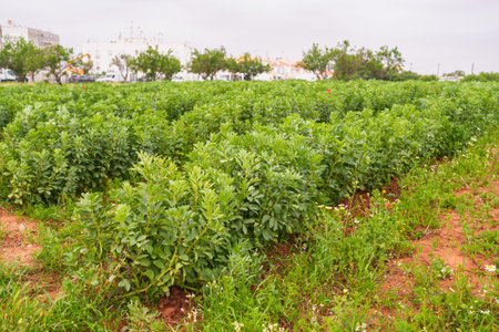 Fava beans thrive in neat rows, showcasing lush growth on fertile farmland.の写真素材