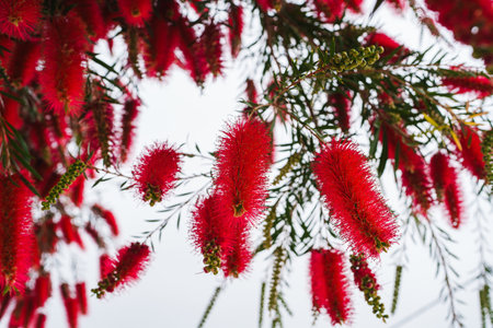 Spiky red bottlebrush blossoms stand out against a soft sky and wispy leaves.の写真素材