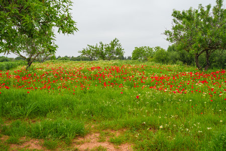 Open meadow with blooming red poppies and white wildflowersの写真素材