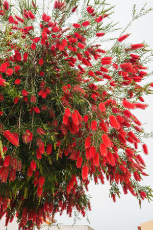 Clusters of bottlebrush flowers cascade in vivid red from leafy green branches.の写真素材
