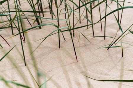 Close-up abstract view of slender dune grass blades casting shadows on soft, rippled sand.の写真素材