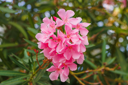 Pink oleander flowers clustered together with lush green leaves background.の写真素材