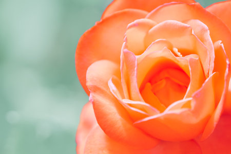 Orange rose in full bloom with delicate petals.の写真素材