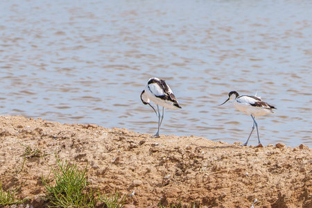 Avocets rest and groom on the muddy edge of a saltwater pond.の写真素材