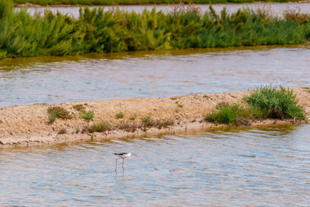 A single stilt explores quiet marsh waters lined with vegetation.