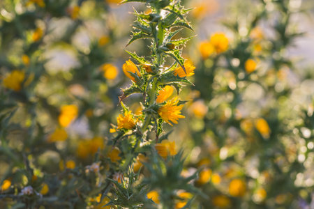 Spiny stem of a yellow blooming Scolymus hispanicus plant in soft sunlight.の写真素材