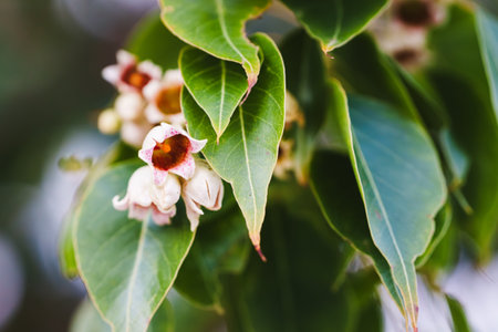 Close-up of pink and white flower of Brachychiton discolor tree among green leaves.の写真素材