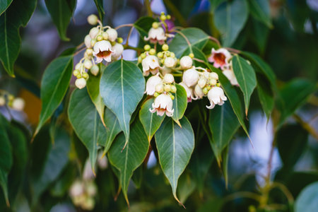 Cluster of Brachychiton discolor flowers and buds among glossy green leaves.の写真素材