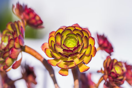 Close-up of Aeonium arboreum succulent rosette with red and green leaves.の写真素材