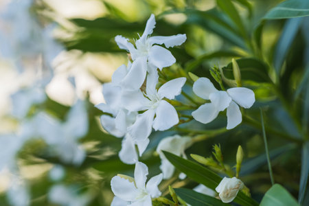 Softly lit white Oleander flowers with green leaves in the background.の写真素材