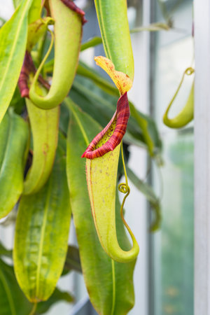 Curved tropical pitcher plant hangs with vibrant red rim and yellow-green body.