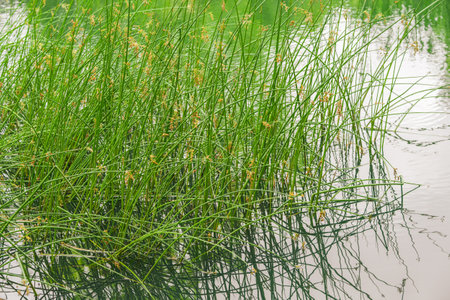 Lush aquatic plants grow in and around a still, reflective pond surrounded by dense greenery.