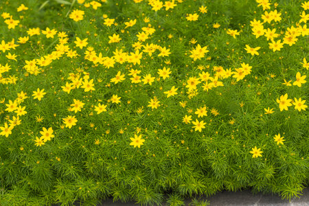 Dense bed of yellow star-shaped flowers blooms above feathery green foliage.の写真素材