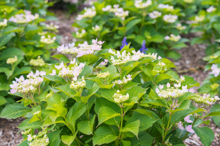 Pale Pink Flowers (Lacecap Hydrangea) blossoms emerge in bright green foliage.