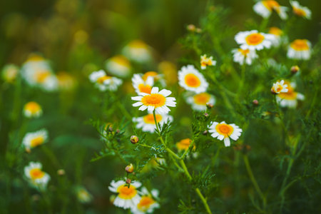 Blooming daisies fill a green meadow bathed in soft sunlight.