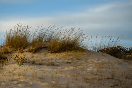 Golden sand dunes with sparse vegetation under a partly cloudy sky.の写真素材