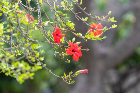 Vivid Hibiscus rosa-sinensis blossoms stand out among fresh green leaves on a delicate branch in a lush garden setting.の写真素材
