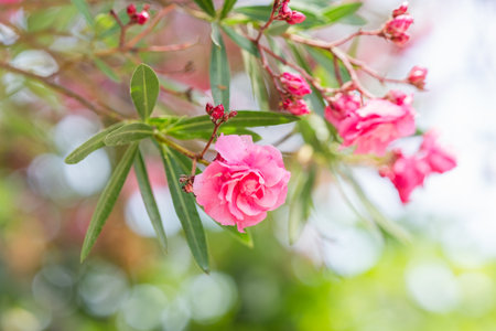 A delicate Nerium oleander blossom opens among slender green leaves and pink buds in a sunlit...