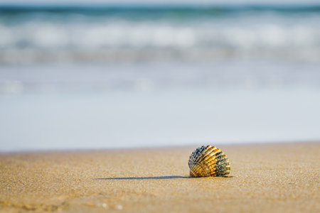 Solitary seashell casting a shadow on a quiet beach.