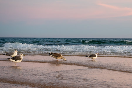 Quiet beach scene with birds and gentle waves in the soft evening light.
