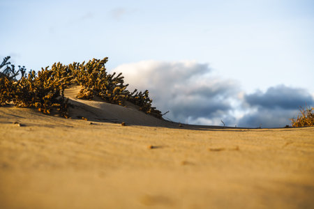 Sandy dunes with vegetation under a cloudy, late-afternoon sky.