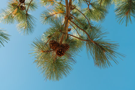 Pine branches with green needles and pine cones against a clear blue sky.