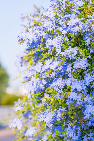 Lush cascade of blue plumbago blossoms covering a sunlit garden wall.