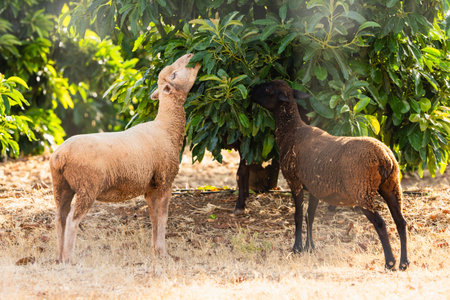 A light-colored and a dark-colored sheep reach up to nibble on green leaves from a low-hanging...