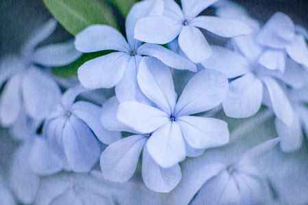 Close-up of delicate blue plumbago flowers with a subtle textured effect and blurred background.の写真素材