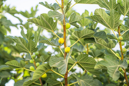 Fig tree with ripening fruit