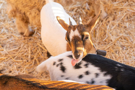A brown and white goat humorously sticks out its tongue while surrounded by other goats in a cozy straw-covered enclosure.の写真素材
