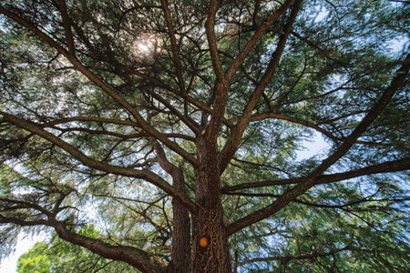 A towering cedar tree displays an intricate network of dark branches and soft needles as sunlight...