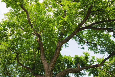 Thick branches of a mature tree stretch outward beneath a dense canopy of bright green summer leaves.の写真素材