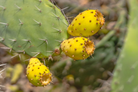 Close-up of three yellow prickly pear fruitsの写真素材